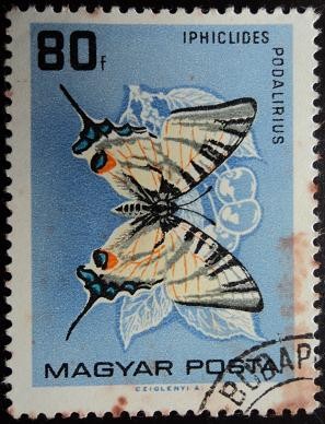 Iphiclides podalirius