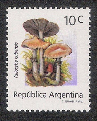 SETAS-HONGOS: 1.106.051,00-Psilocybe cubensis