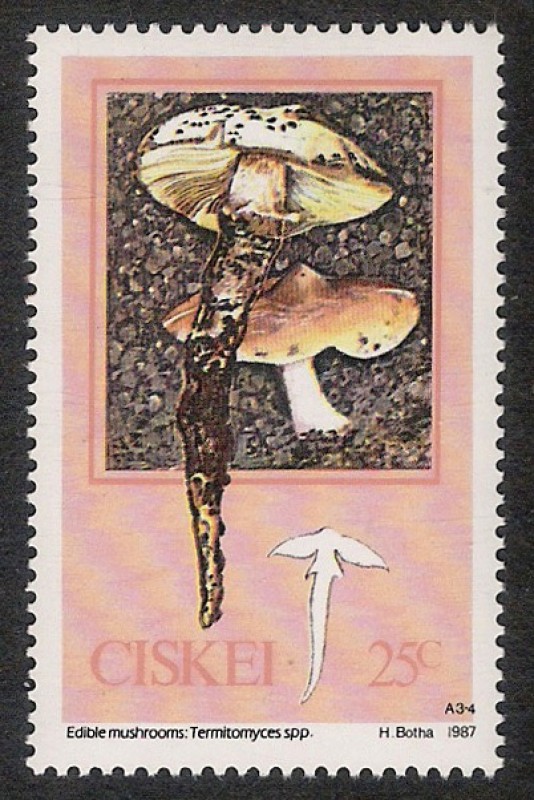 SETAS-HONGOS: 1.128.003,00-Termitomyces reticulatus, 