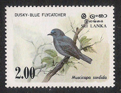 AVES: 2.269.023,00-Muscicapa sordida