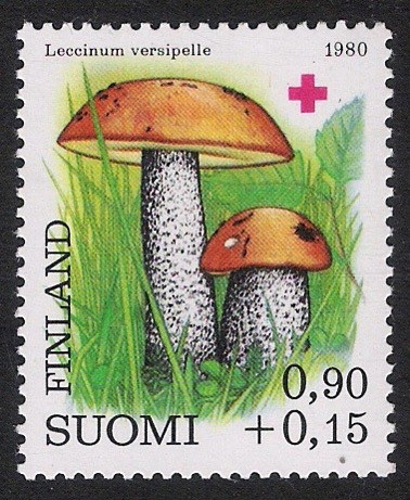 SETAS-HONGOS: 1.147.022,00-Leccinum versipelle