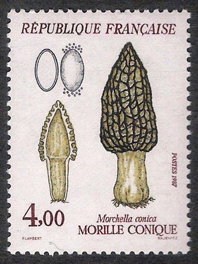 SETAS-HONGOS: 1.149.023,00-Morchella conica