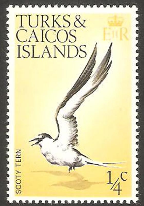 311 - ave sooty tern