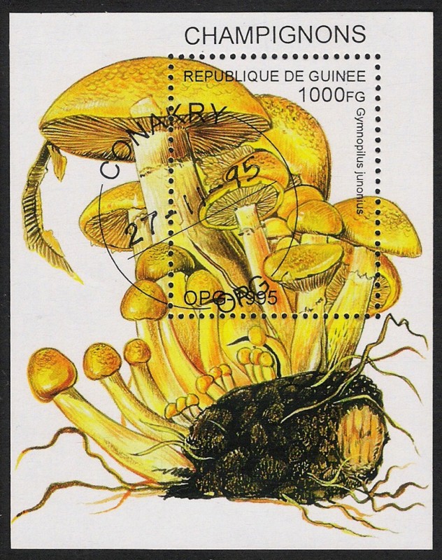 SETAS-HONGOS: 1.160.036,00-Gymnopilus junonius