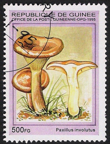 SETAS-HONGOS: 1.160.033,01-Paxillus involutus -Phil.49332-Dm.995.87-Mch.1570-Sc.1333