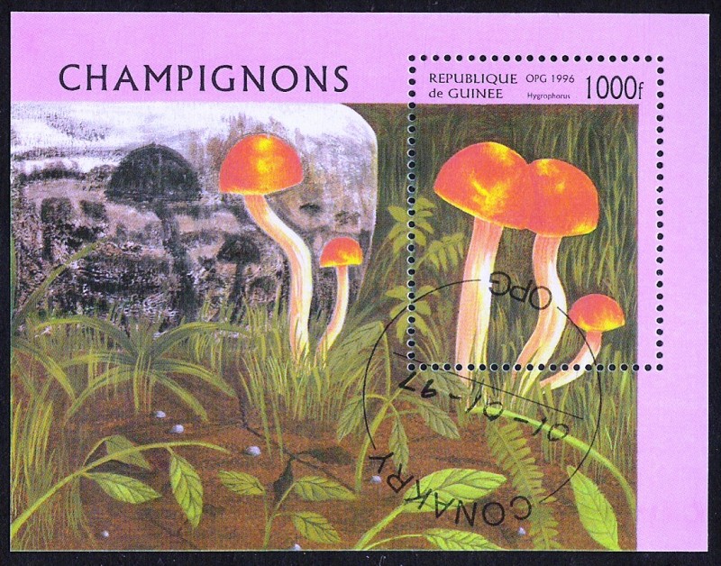 SETAS-HONGOS: 1.160.047,00-Hygrophorus