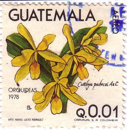 Orquídeas