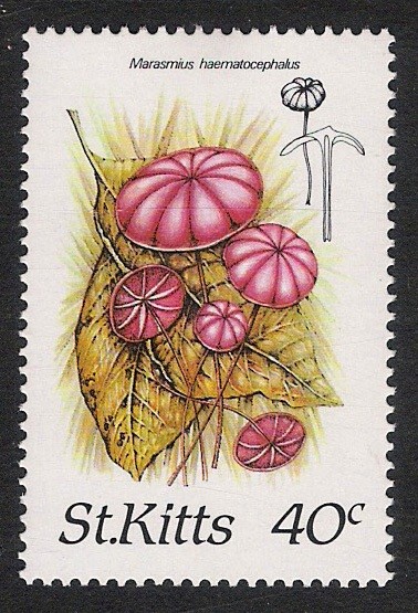 SETAS-HONGOS: 1.216.002,00-Marasmius haematocephalus