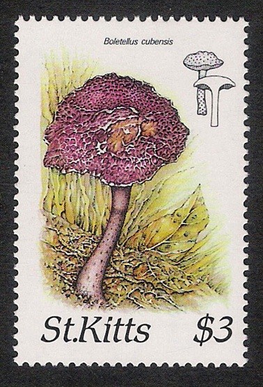 SETAS-HONGOS: 1.216.005,00-Boletellus cubensis