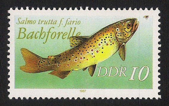 PECES: 3.152.052,00-Salmo trutta fario