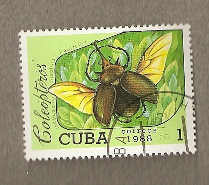Escarabajo