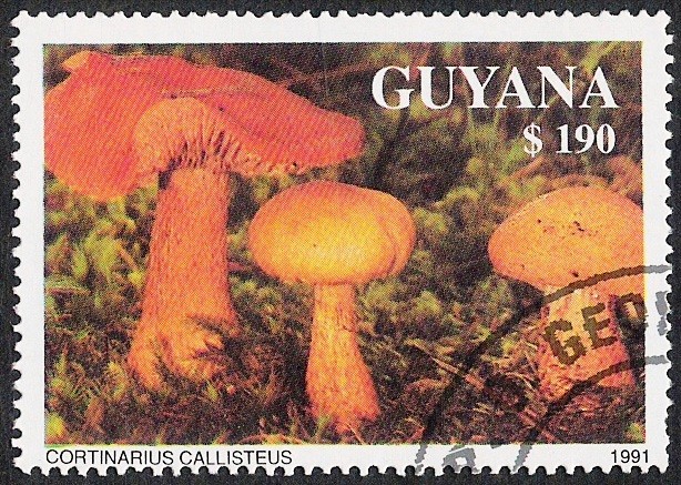 SETAS-HONGOS: 1.162.035,01-Cortinarius callisteus -Phil.47640-Dm.991.220-Mch.3684-Sc.2467