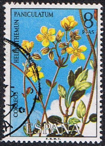 FLORA 1974. HELIANTHEMUM PANICULATUM (TAMARILLA)