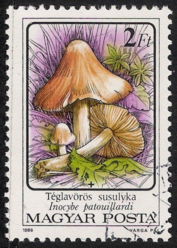 SETAS-HONGOS: 1.164.013,02-Inocybe patouillardii -Phil.53461-Dm.986.74-Y&T.3083-Mch.3873-Sc.3048