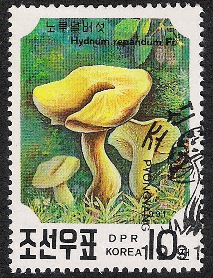 SETAS-HONGOS: 1.205.061,02-Hydnum repandum -Phil.41632-Dm.991.23-Y&T.2217-Mch.3186-Sc.2983