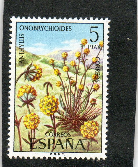 2223- FLORA. ANTHYLLIS ONOBRYCHIOIDES.