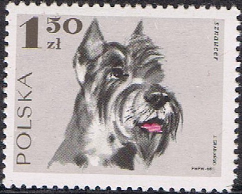 PERROS. SCHNAUZER