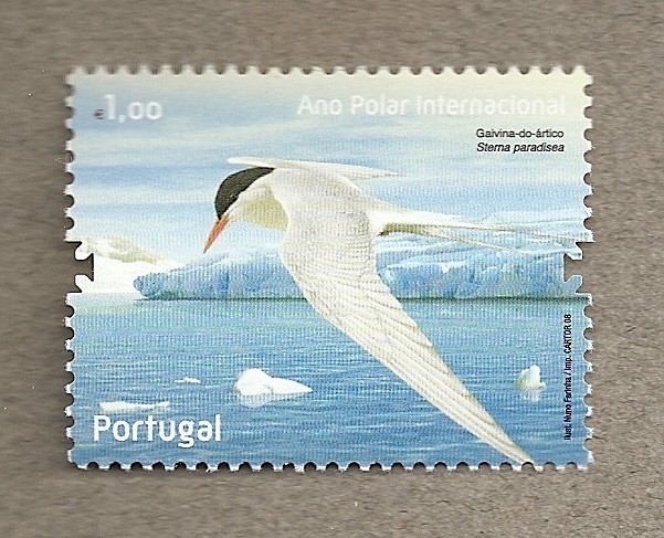 Año Polar Inernacional