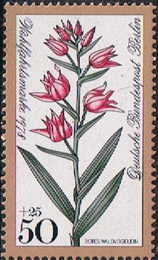BERLIN. FLORES DE LOS BOSQUES. CEPHALANTHERA RUBRA