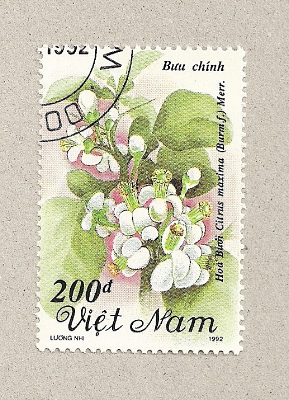 Flor citrus maxima