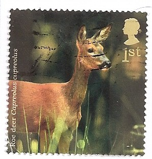 Fauna. Animales del bosque.