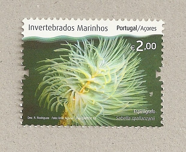 Invertebrados marinos de las Azores