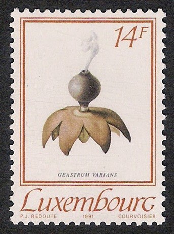 SETAS-HONGOS: 1.180.011,00-Geastrum varians