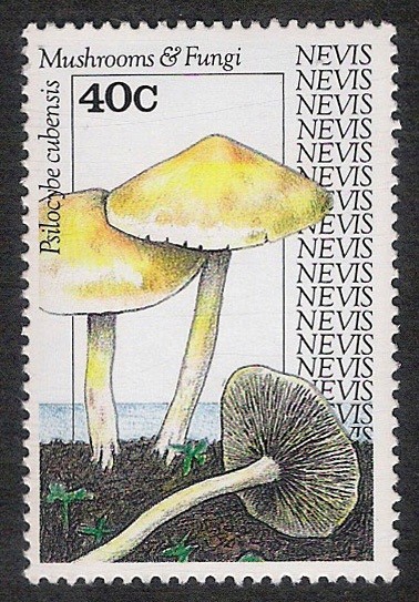 SETAS-HONGOS: 1.198.022,00-Psilocybe cubensis