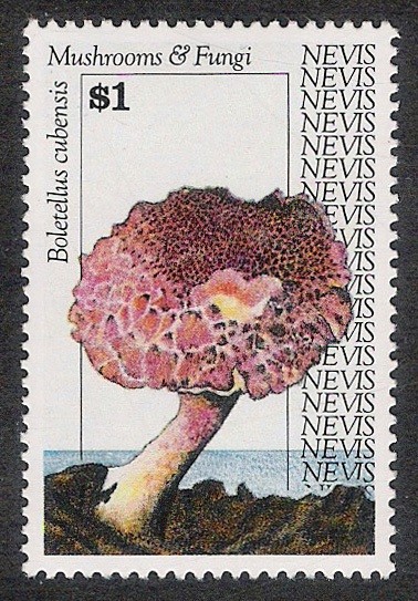 SETAS-HONGOS: 1.198.025,00-Boletellus cubensis