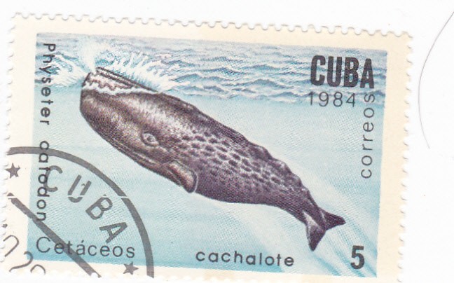 cetaceos