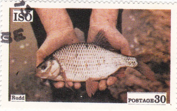 pesca