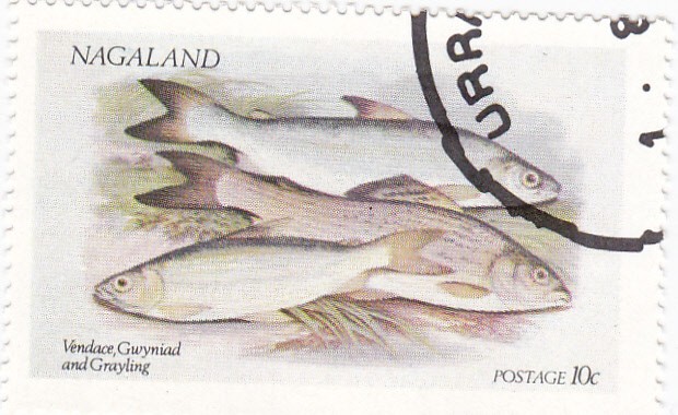 peces