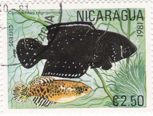 peces