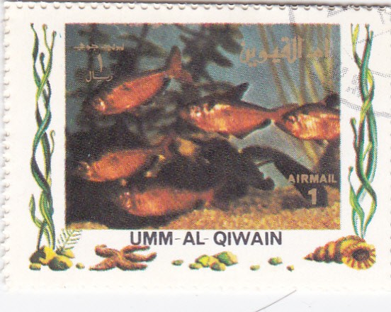 peces tropicales