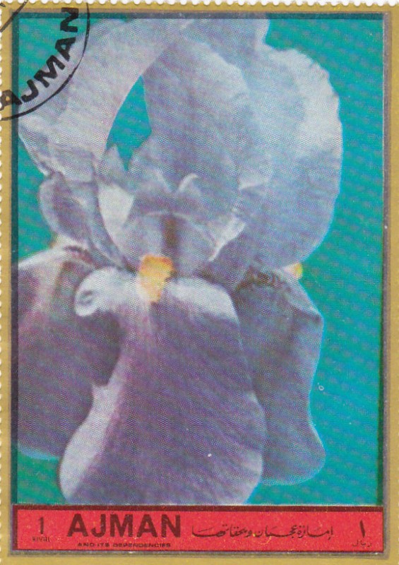 flores