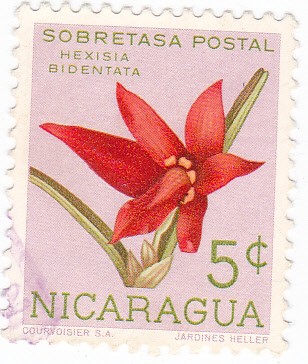 flores