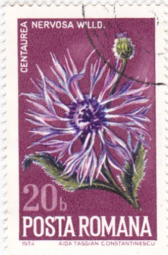 flores