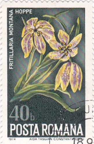 flores