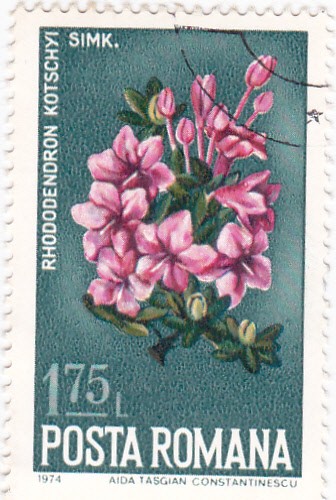 flores