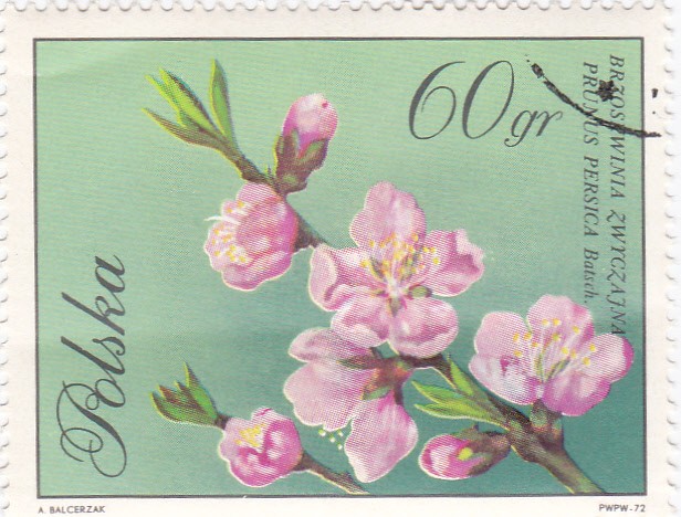 flores