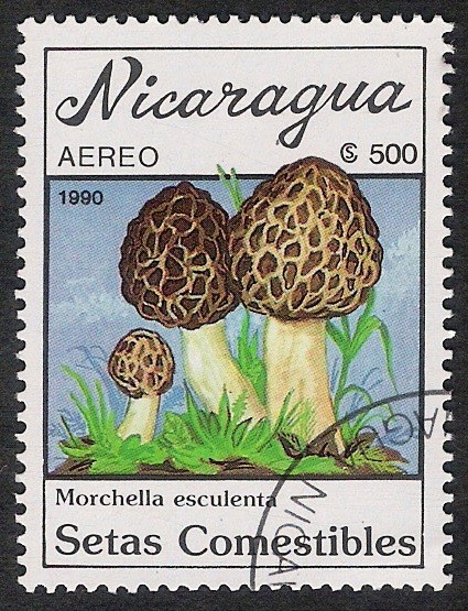 SETAS-HONGOS: 1.201.011,01-Morchella esculenta -Dm.990.28-Y&T.A1314-Mch.3001
