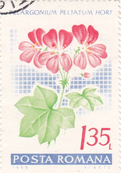 flores