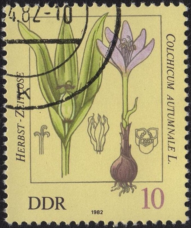 HERBST-ZEITLOSE      Colchicum Autumnale L.