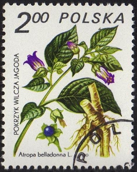 Pokrzyk Wilza Jagoda