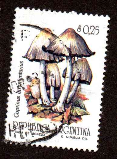 Serie Hongos