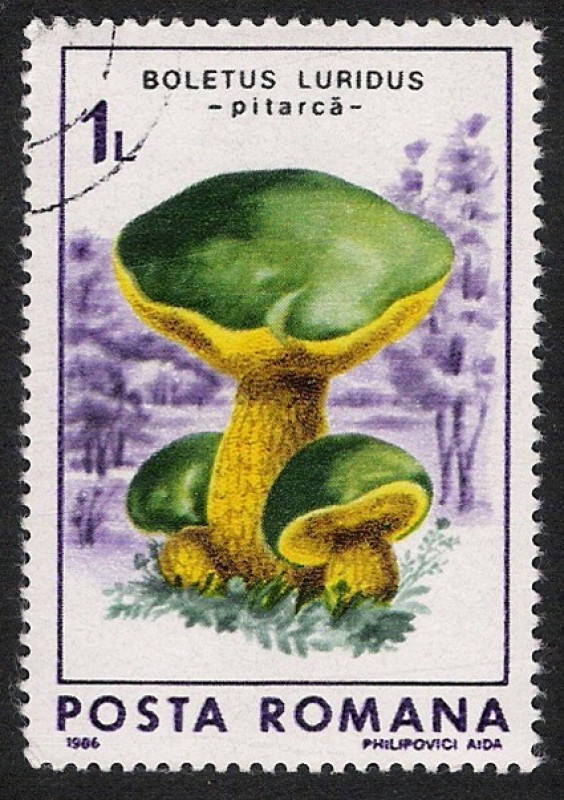 SETAS-HONGOS: 1.213.022,00-Boletus luridus