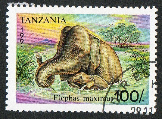 Mamiferos. Elephas maximus.