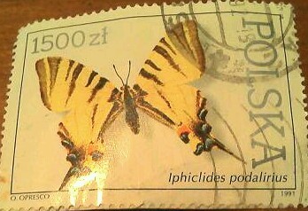 Iphiclides podalrius