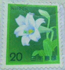 White trumpet lily