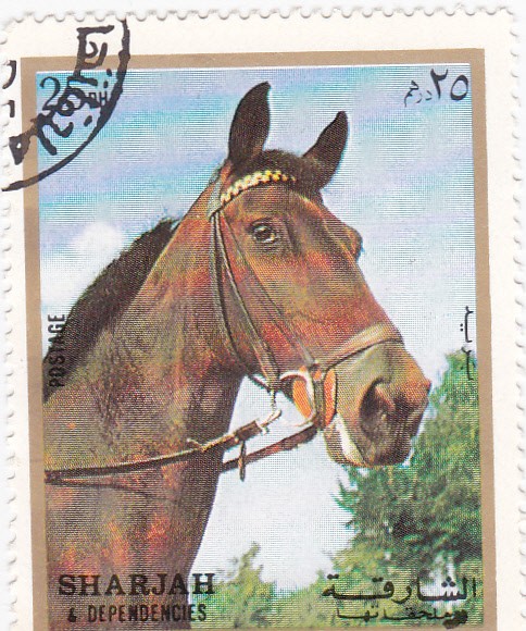 Sharja-caballo